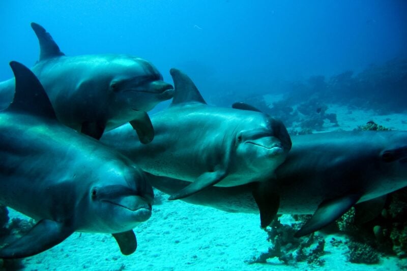 Dolphins under water
